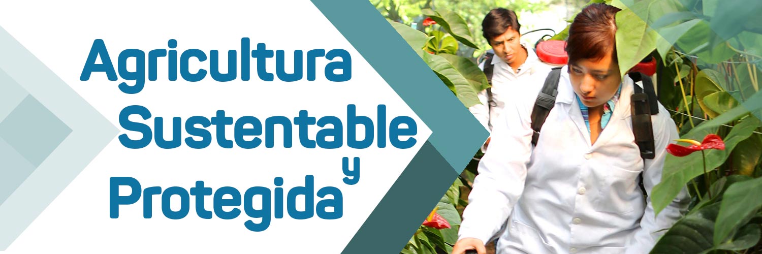 Imagen del banner de la sección Agricultura Sustentable y Protegida
